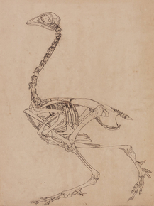 George Stubbs - Fowl Skeleton, Lateral View | Джордж Стаббс