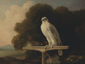 George Stubbs - Greenland Falcon | Джордж Стаббс