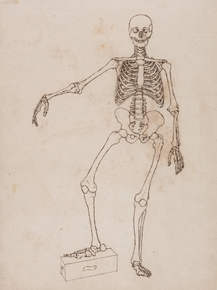 George Stubbs - Human Skeleton, Anterior View | Джордж Стаббс