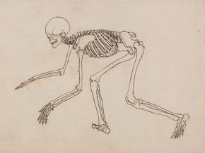 George Stubbs - Human Skeleton, Lateral View | Джордж Стаббс