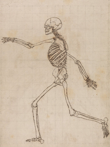 George Stubbs - Human Skeleton, Lateral View | Джордж Стаббс