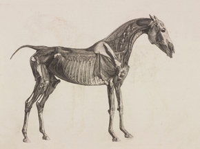 George Stubbs - The anatomy of the horse | Джордж Стаббс