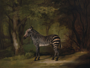George Stubbs - Zebra | Джордж Стаббс
