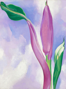 OKeeffe Georgia - Pink Ornamental Banana | О'Кифф Джорджия