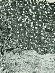 Gustav Klimt | Густав Климт - Золотая яблоня
