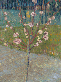 Van Gogh | Ван Гог - Миндальное дерево в цвету, 1888