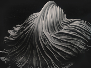 Weston Edward - Cabbage Leaf | Эдвард Уэстон