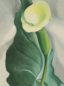 O'Keeffe Georgia - Calla Lily (Lily-Yellow No. 2) | О'Кифф Джорджия