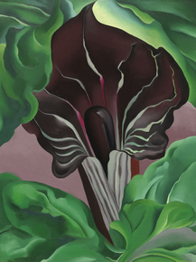 O'Keeffe Georgia - Jack-in-the-Pulpit II | О'Кифф Джорджия
