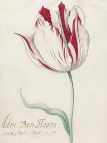 Pierre-Joseph Redoute | Пьер-Жозеф Редуте