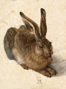 Albrecht Durer | Альбрехт Дюрер - Рисунок Заяц
