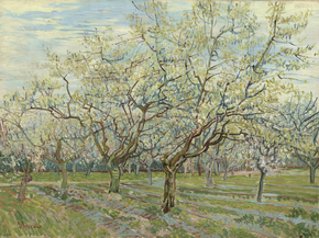 Van Gogh | Ван Гог - Абрикосовые деревья в Цвету