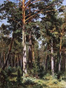 Shishkin Ivan | Шишкин Иван - Бор в Сестрорецке