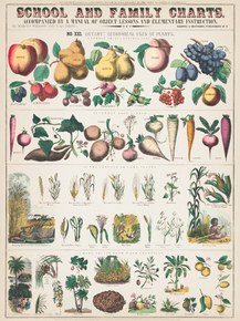 School and family Charts