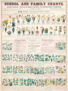 School and family Charts