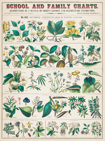 School and family Charts