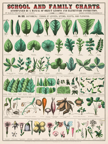 School and family Charts