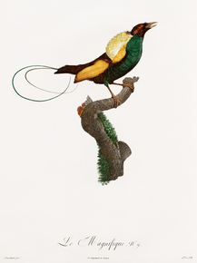 Des Oiseaux de Paradis