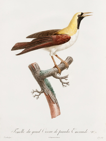 Des Oiseaux de Paradis