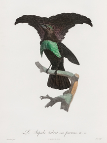 Des Oiseaux de Paradis
