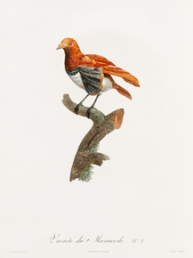 Des Oiseaux de Paradis