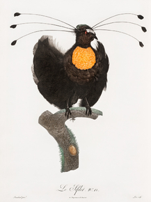 Des Oiseaux de Paradis