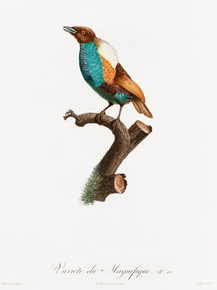 Des Oiseaux de Paradis