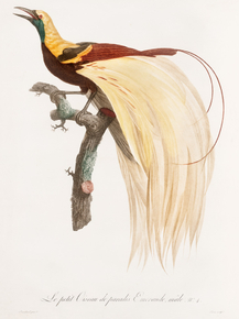Des Oiseaux de Paradis
