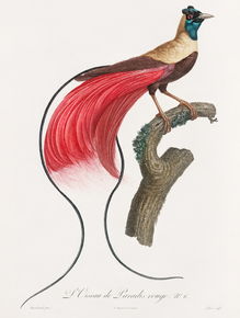 Des Oiseaux de Paradis
