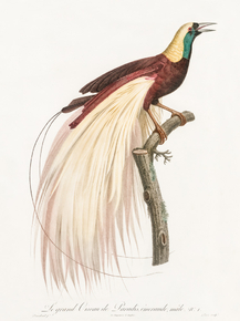 Des Oiseaux de Paradis