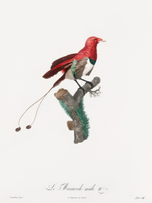 Des Oiseaux de Paradis