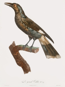 Des Oiseaux de Paradis