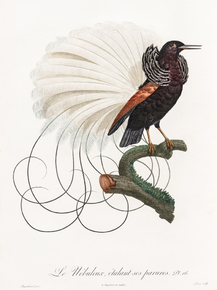 Des Oiseaux de Paradis