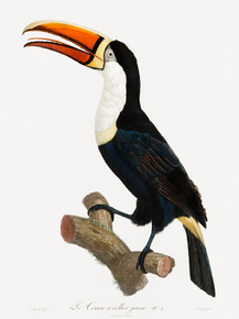 Des Oiseaux de Paradis