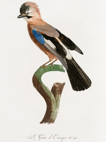Des Oiseaux de Paradis