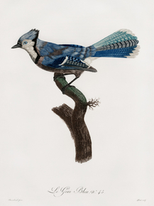 Des Oiseaux de Paradis
