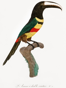 Des Oiseaux de Paradis