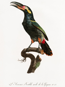 Des Oiseaux de Paradis