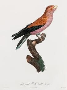 Des Oiseaux de Paradis