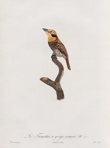 Des Oiseaux de Paradis