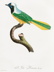 Des Oiseaux de Paradis