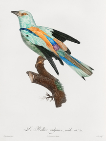 Des Oiseaux de Paradis Des Oiseaux de Paradis