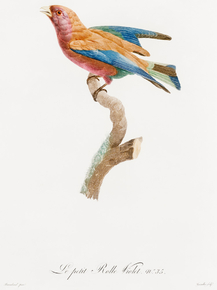 Des Oiseaux de Paradis