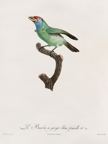 Des Oiseaux de Paradis