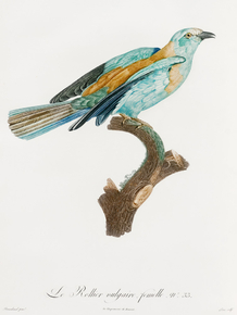 Des Oiseaux de Paradis