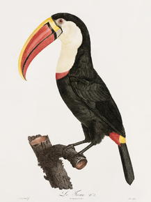 Des Oiseaux de Paradis