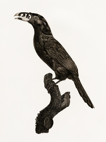 Des Oiseaux de Paradis