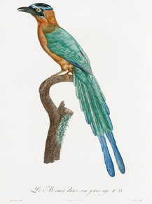 Des Oiseaux de Paradis