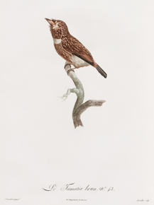 Des Oiseaux de Paradis