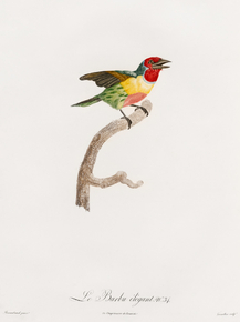 Des Oiseaux de Paradis